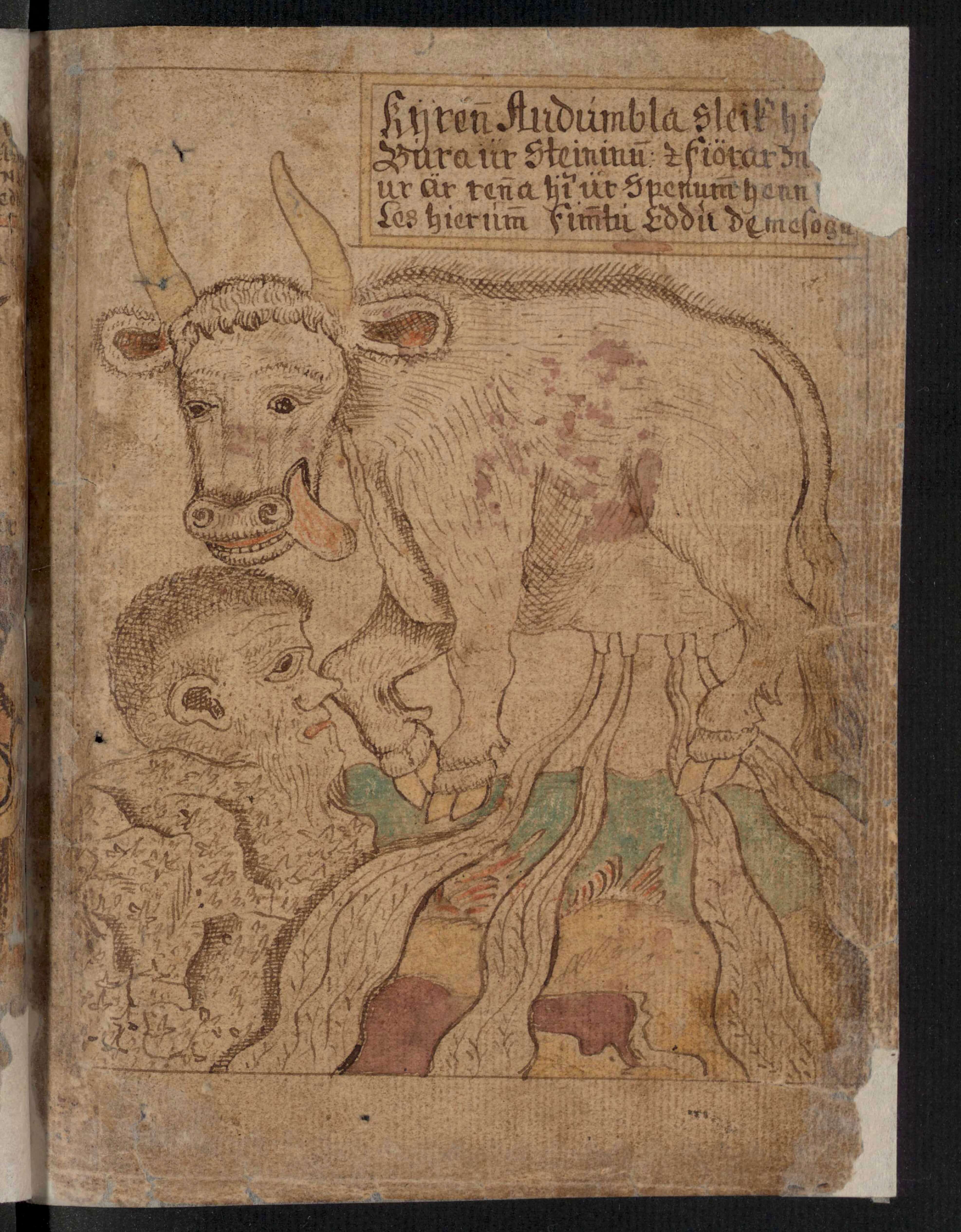 Tegning af Audhumla i et Edda-håndskrift (Reykjavík, Stofnun Árna Magnússonar, SÁM 66)